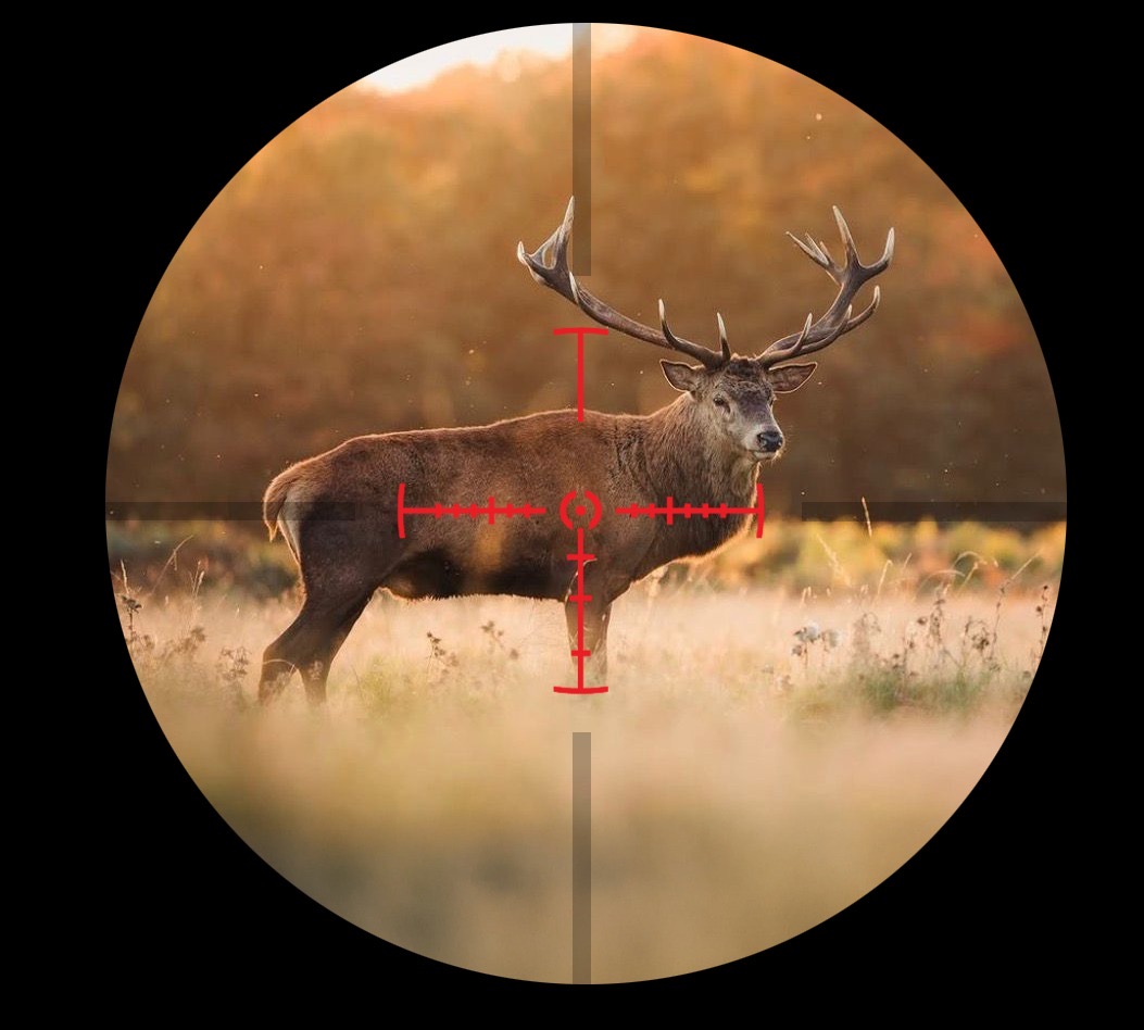 Deer shot placement diagram showing vital zones