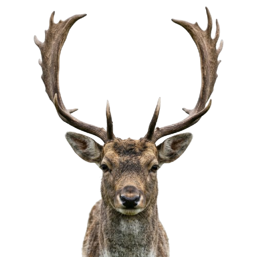 Fallow Deer — Dama dama