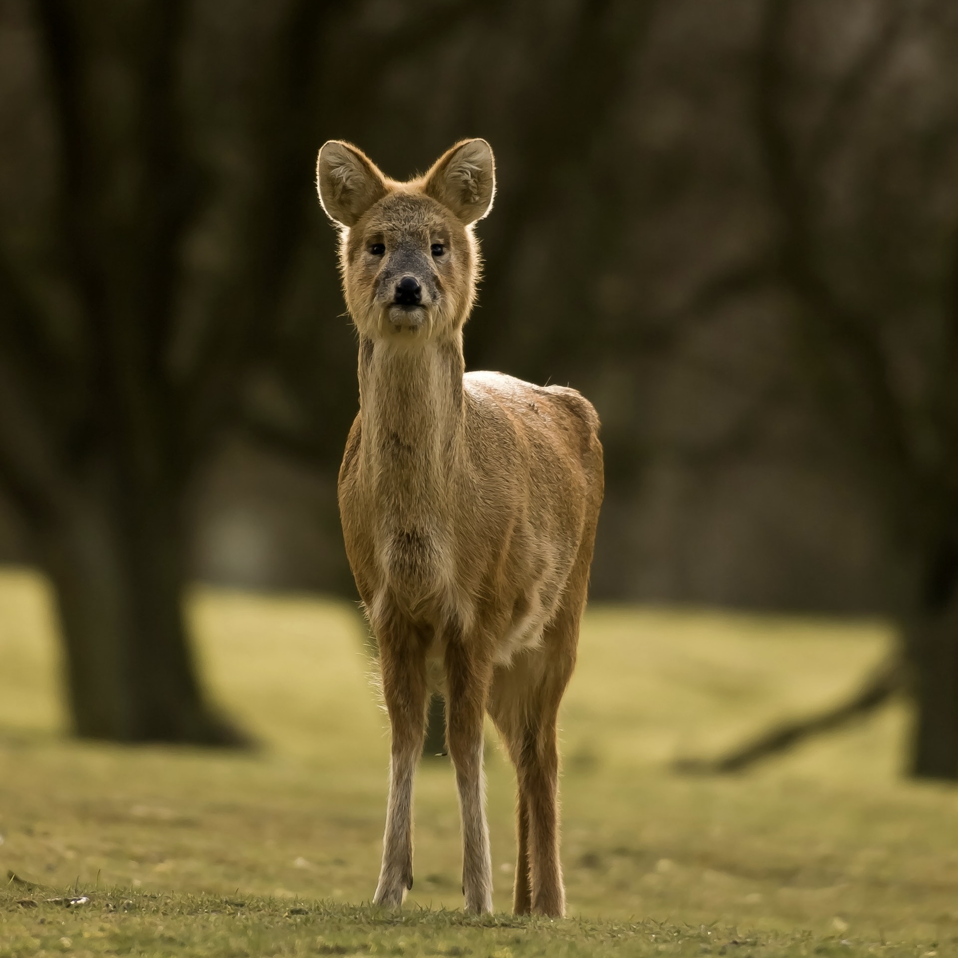 Chinese Water Deer — Winter coat