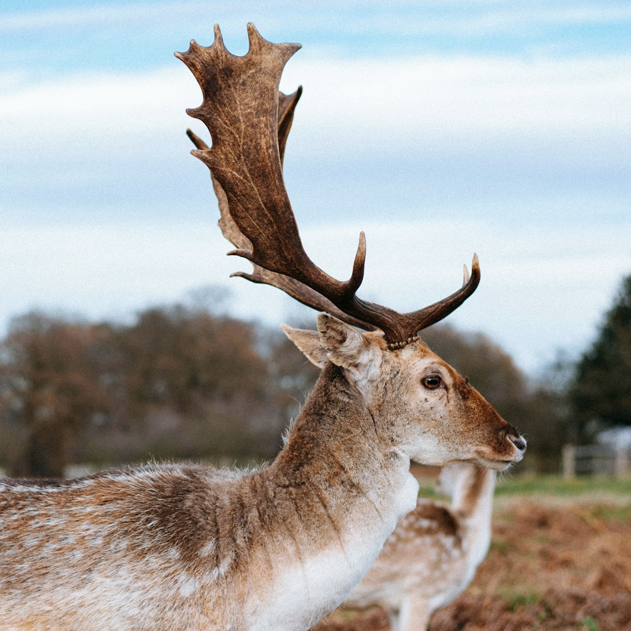 Fallow Deer — Mature buck, palmated antlers