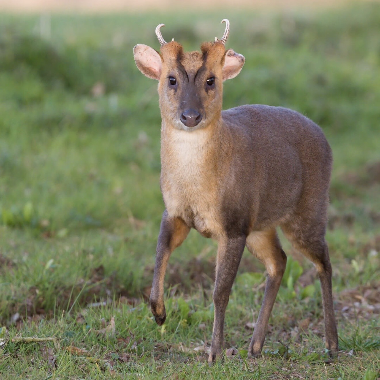 Muntjac — Buck profile, pedicles