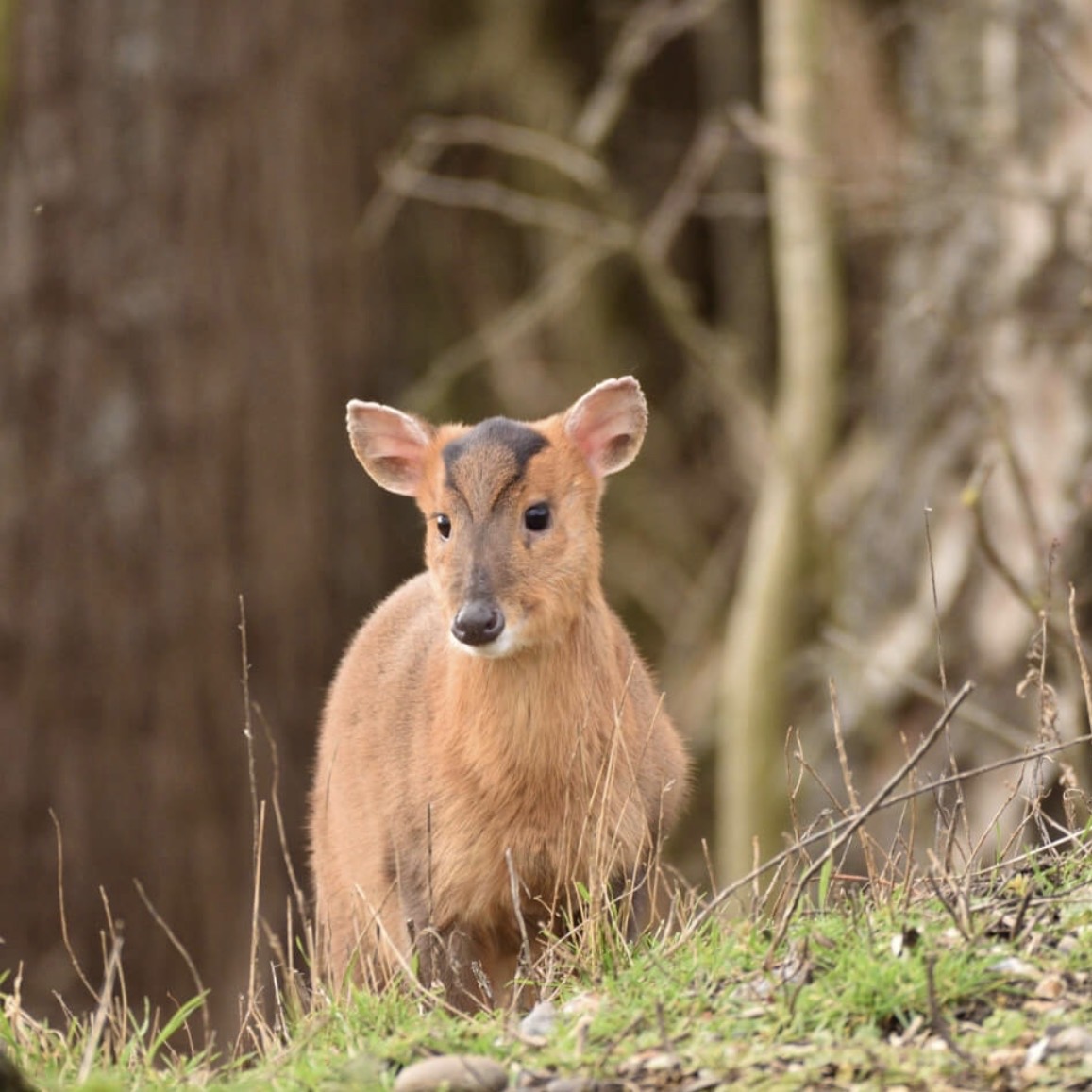Muntjac — Doe