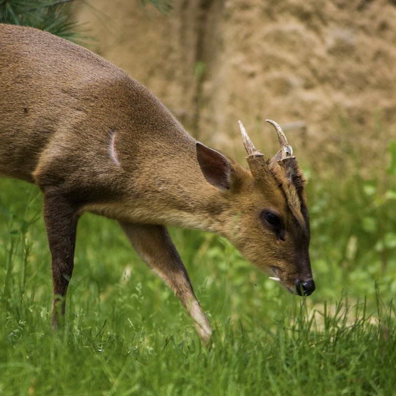 Muntjac — Buck with tusks