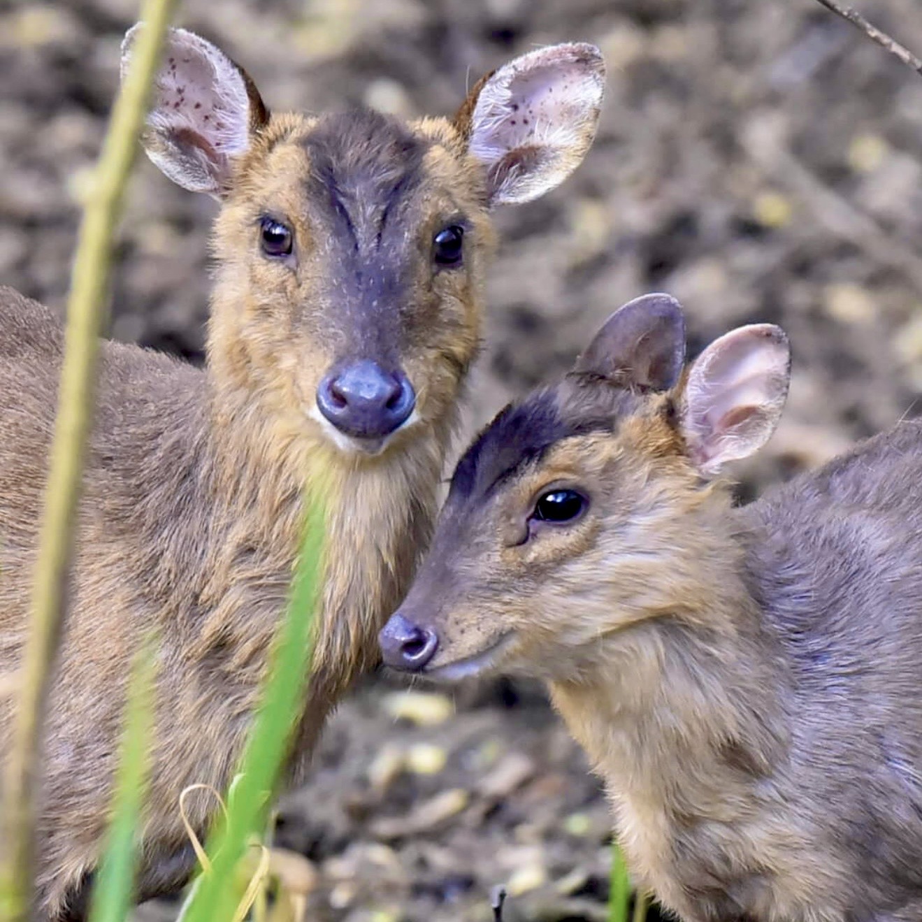 Muntjac — Doe and fawn