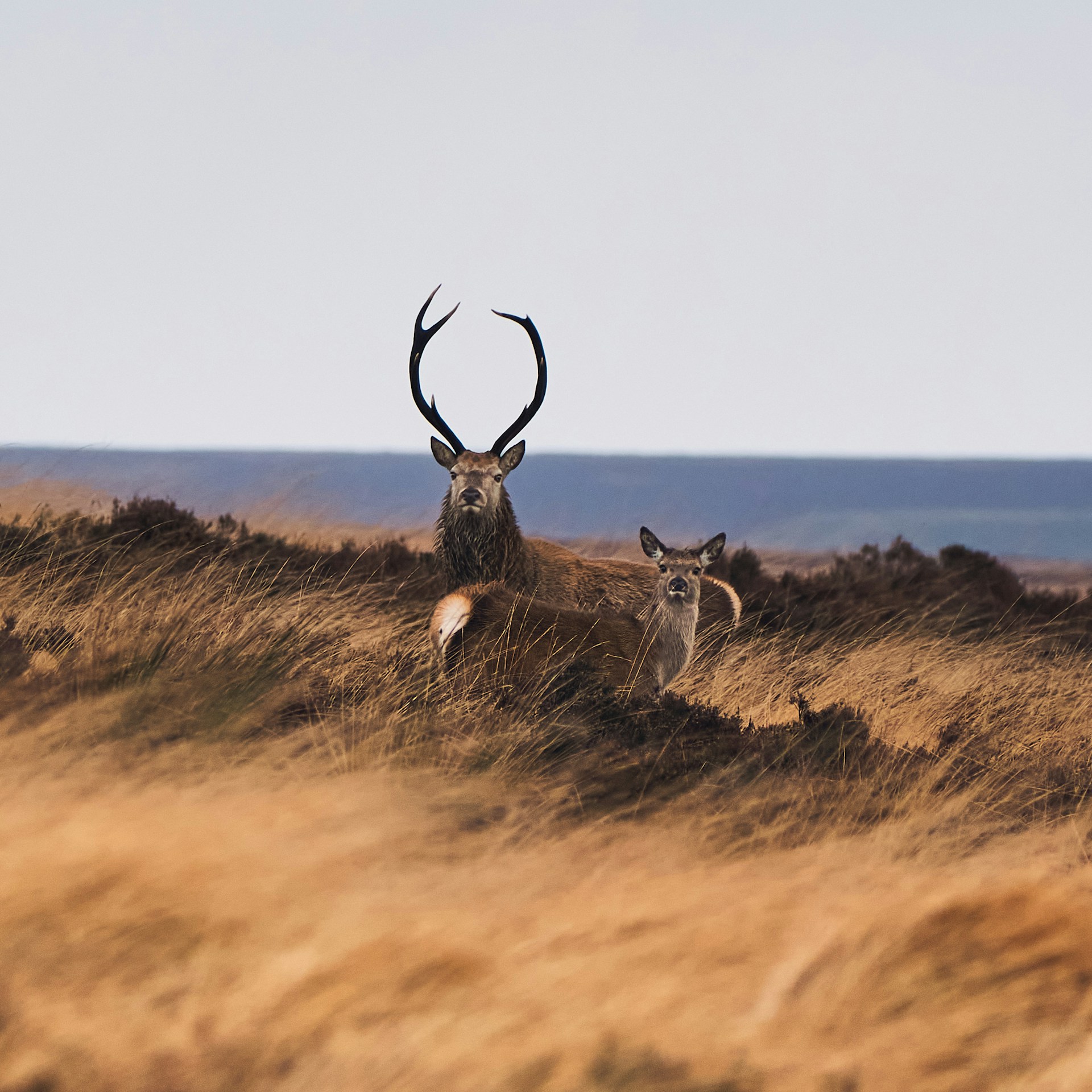 Red Deer — Stag and hind pair