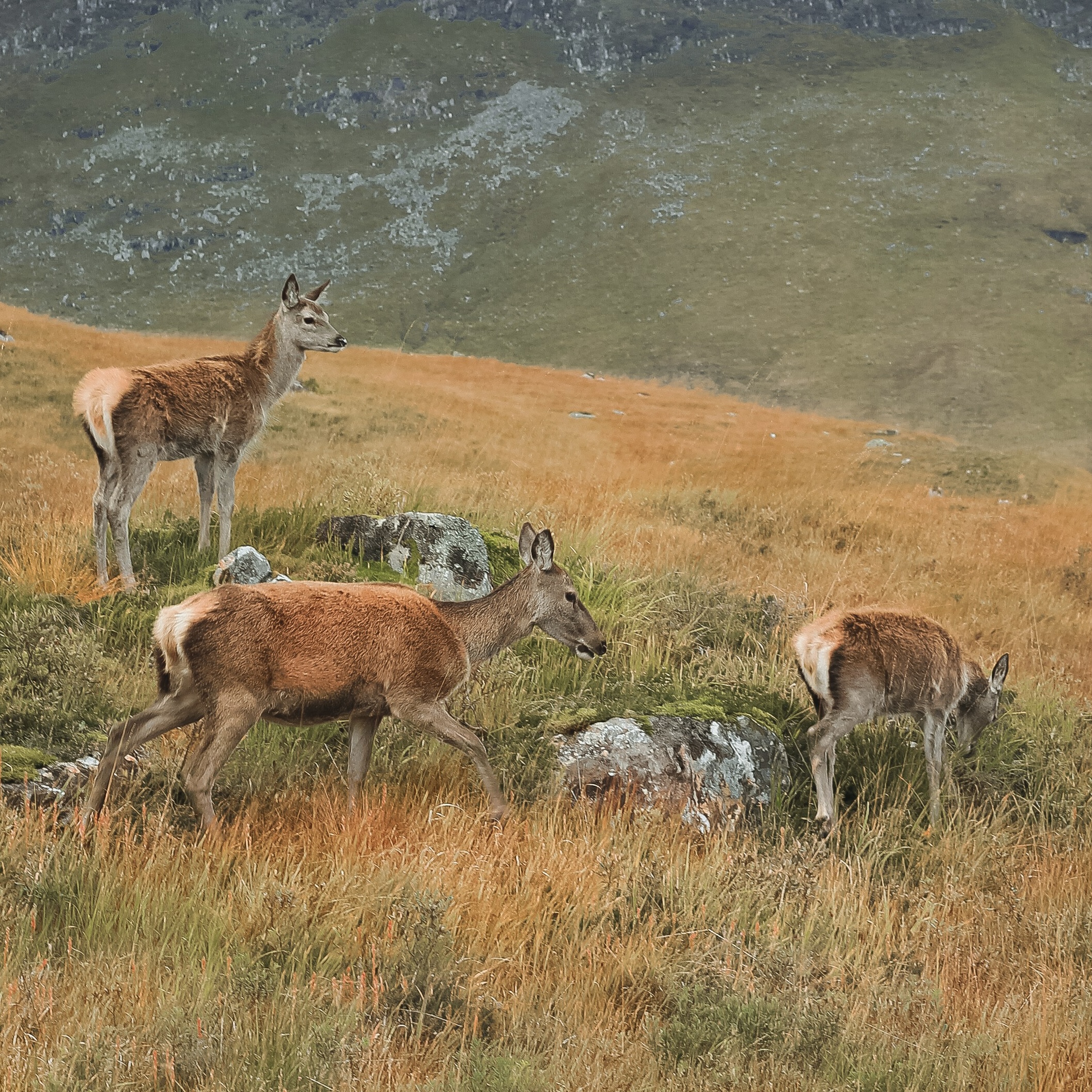 Red Deer — Hinds and calf