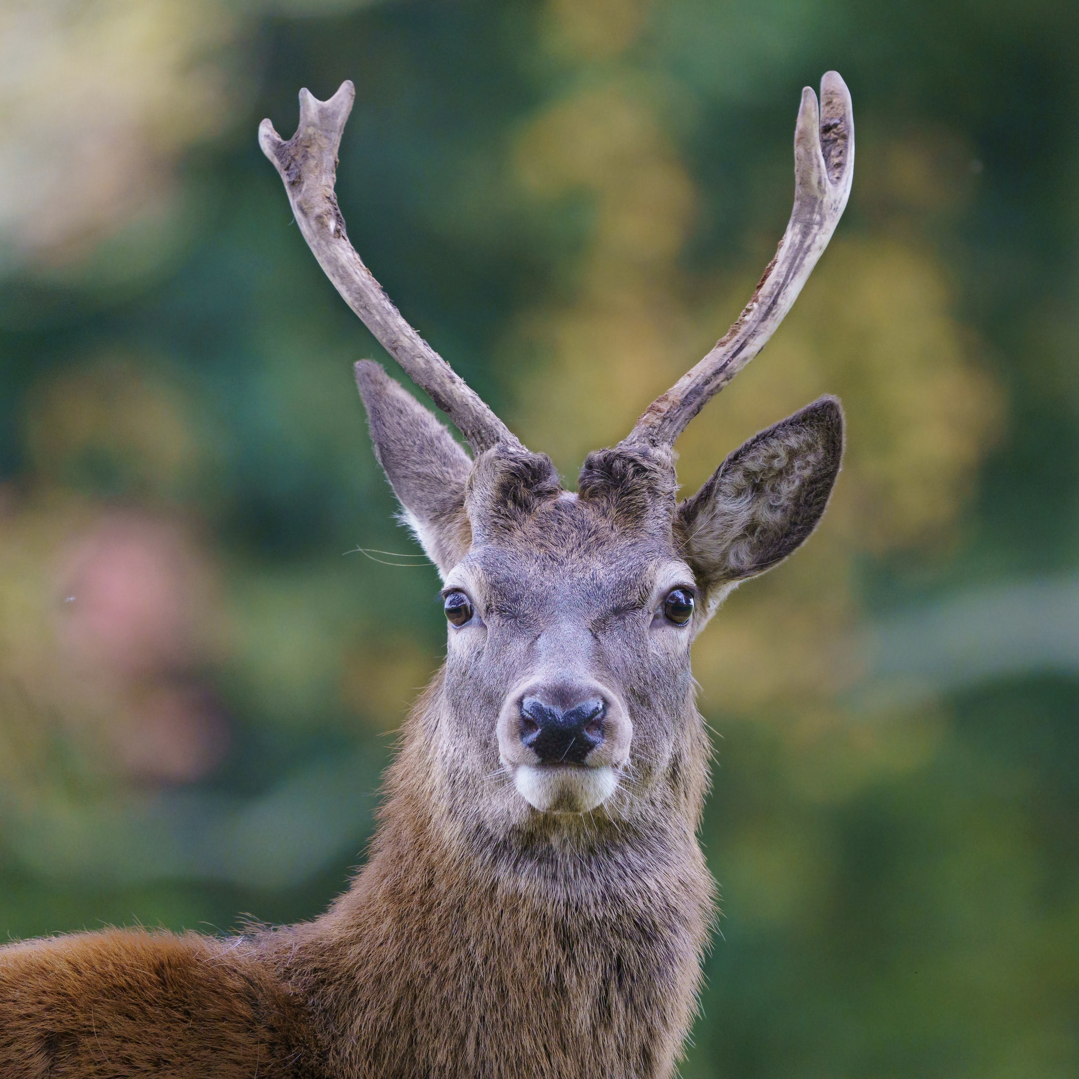 Red Deer — Young stag