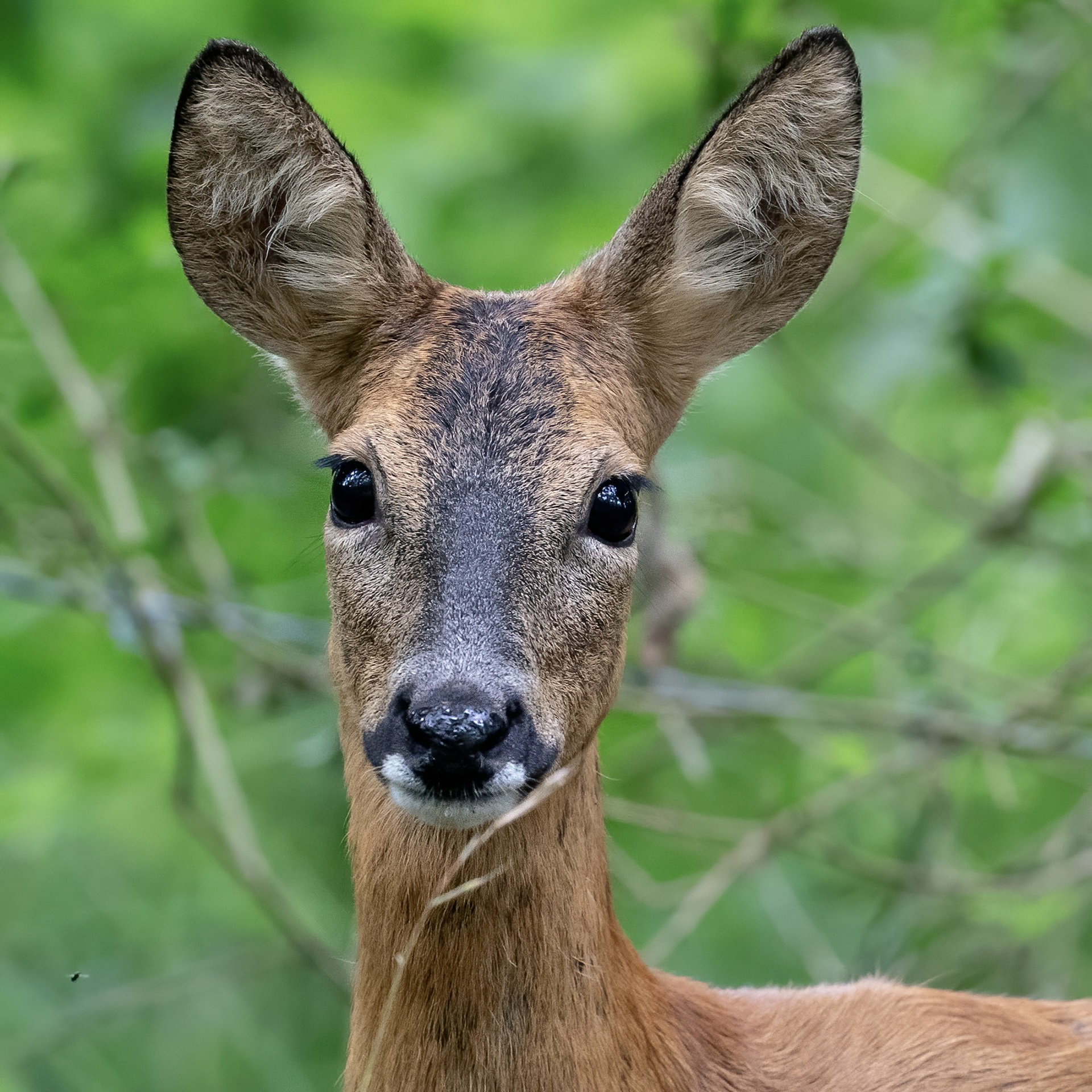 Roe Deer — Doe