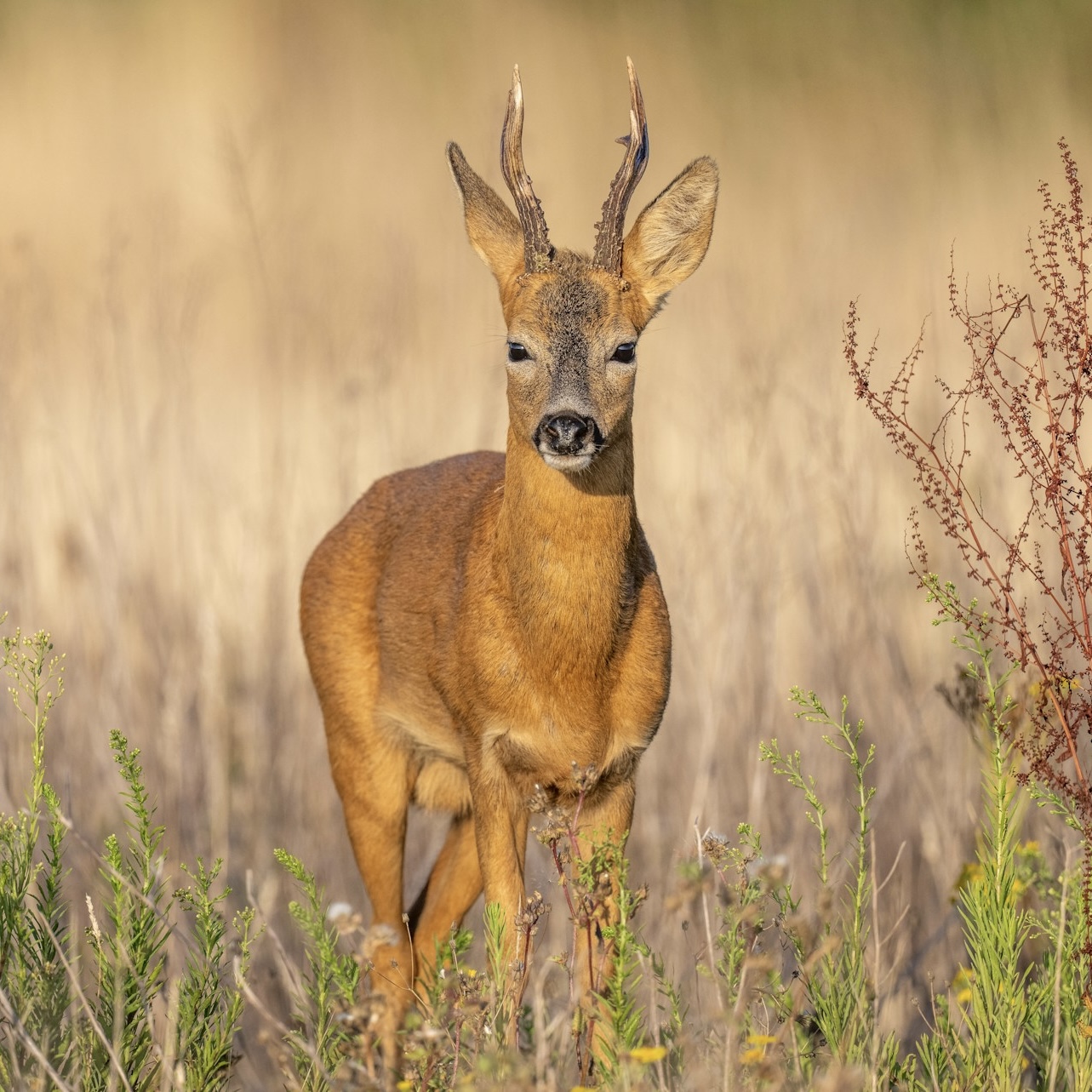 Roe Deer — Summer buck