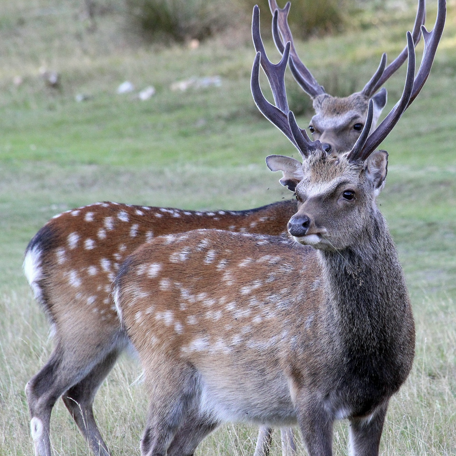 Sika Deer — Two stags