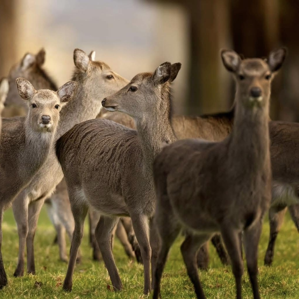 Sika Deer — Winter hinds