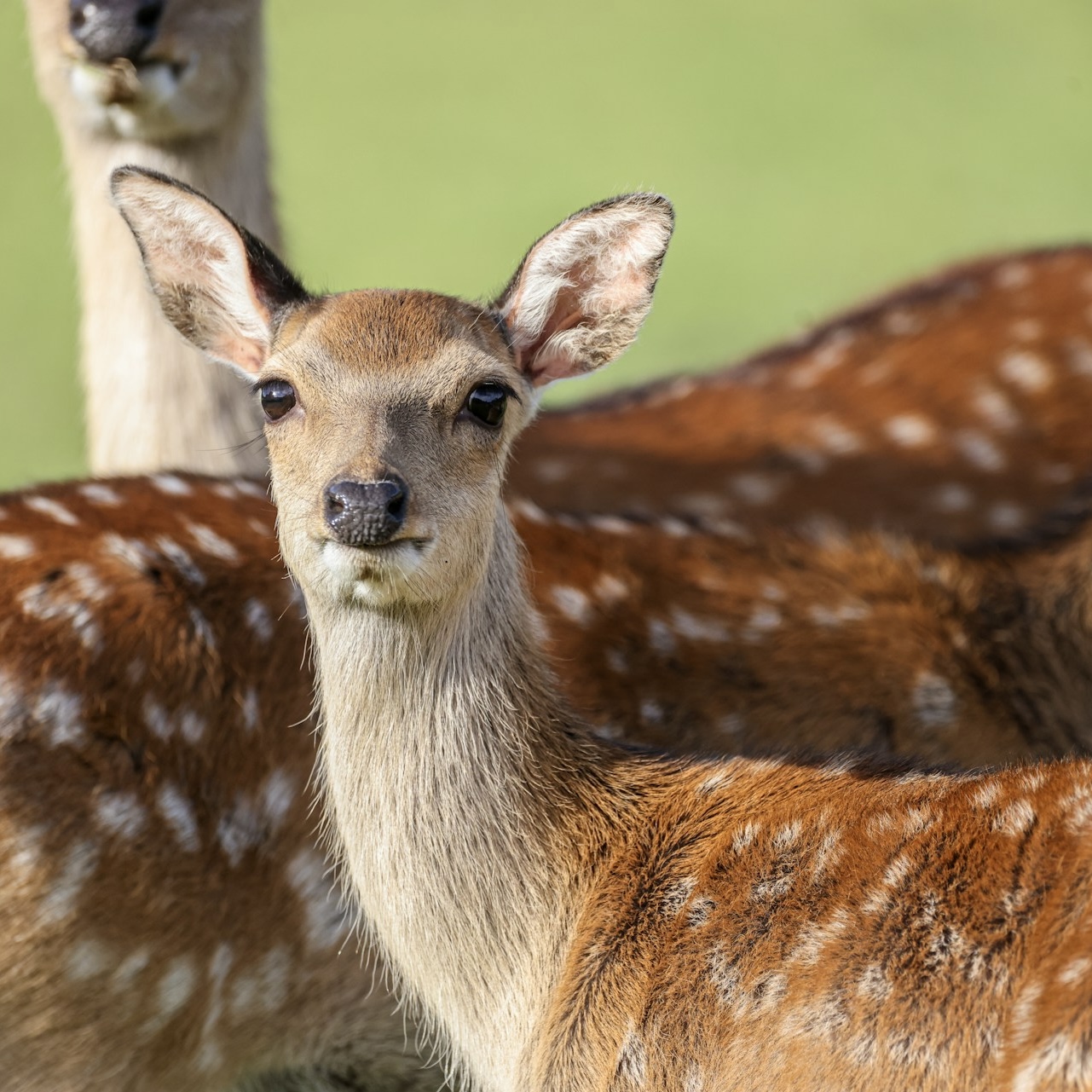 Sika Deer — Summer hind