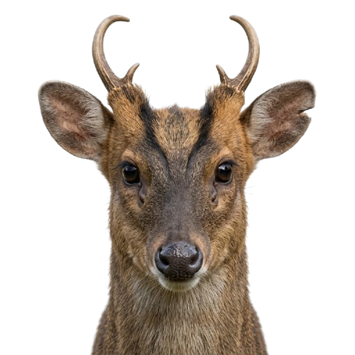 Muntjac — Muntiacus reevesi