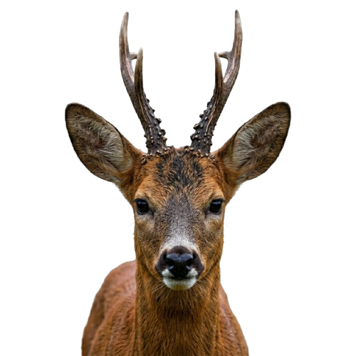 Roe Deer — Capreolus capreolus