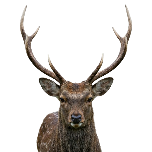 Sika Deer — Cervus nippon